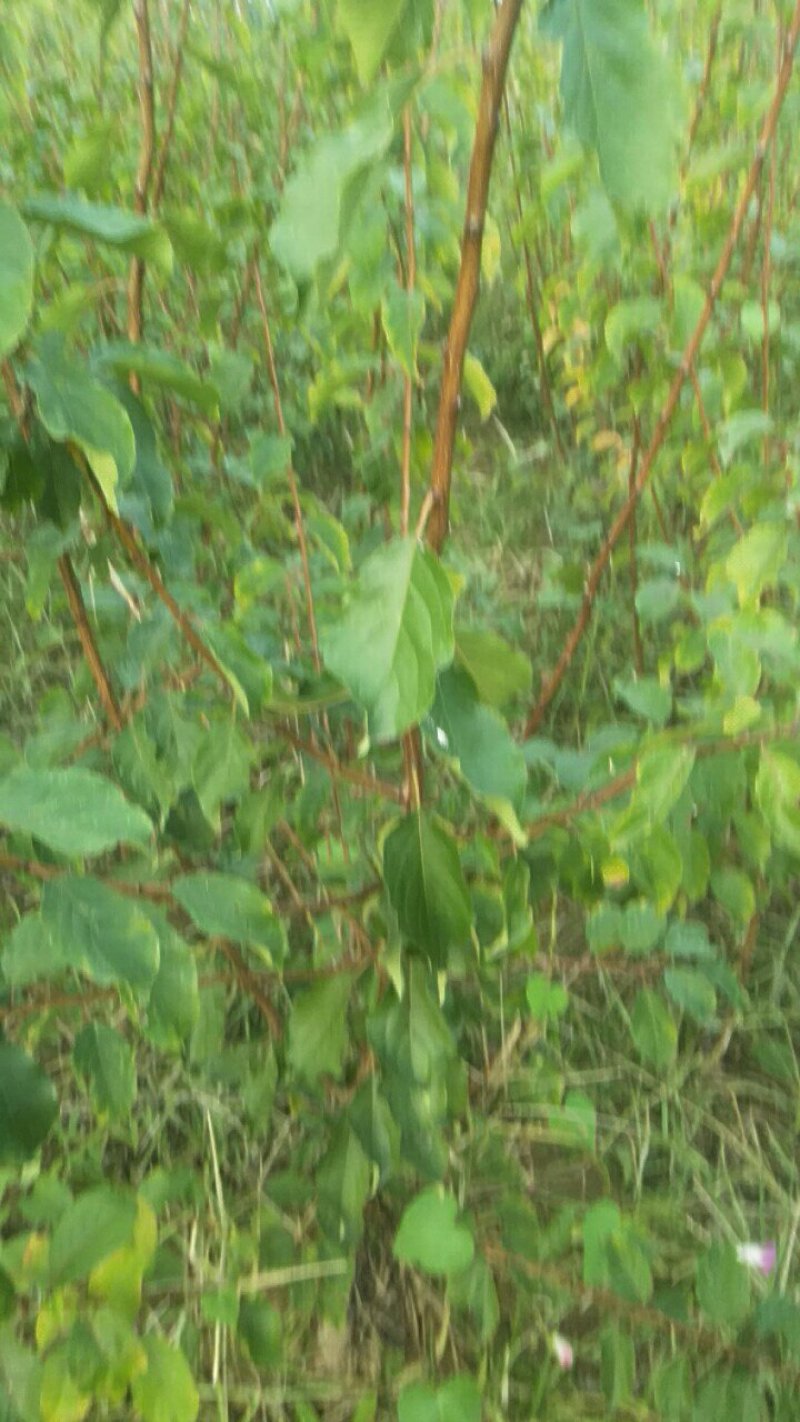 运城李子苗一手货源基地直发质量保障可视频看货欢迎电话联系