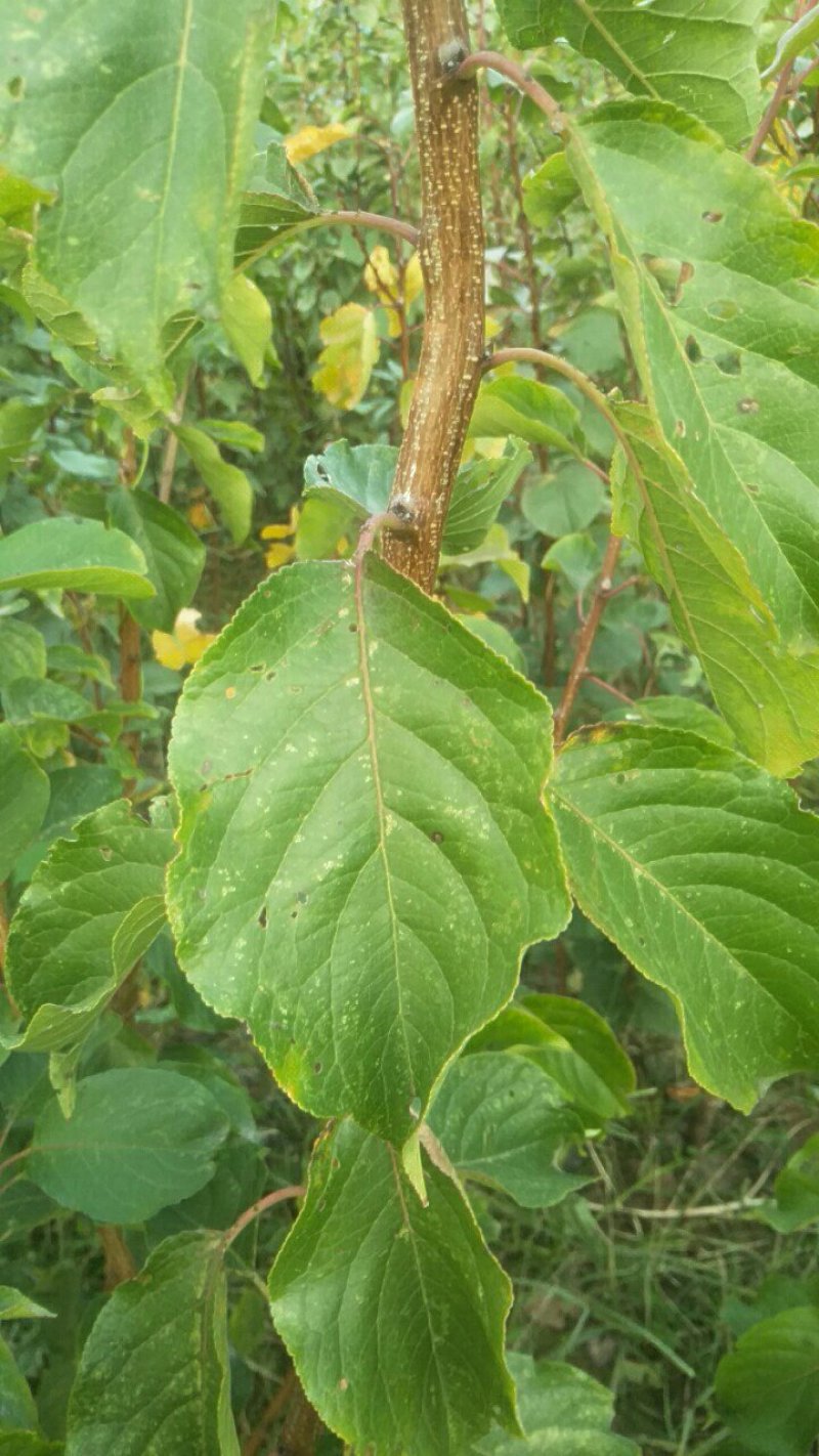 运城李子苗一手货源基地直发质量保障可视频看货欢迎电话联系