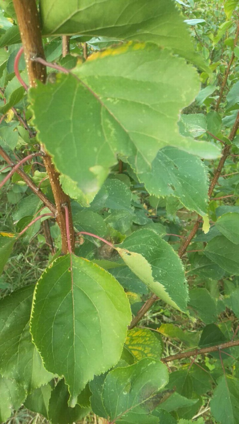 运城李子苗一手货源基地直发质量保障可视频看货欢迎电话联系