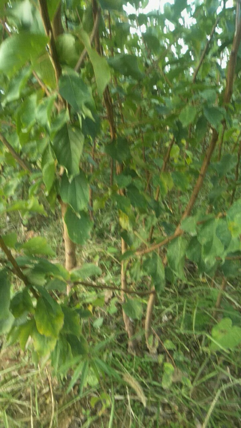 运城李子苗一手货源基地直发质量保障可视频看货欢迎电话联系