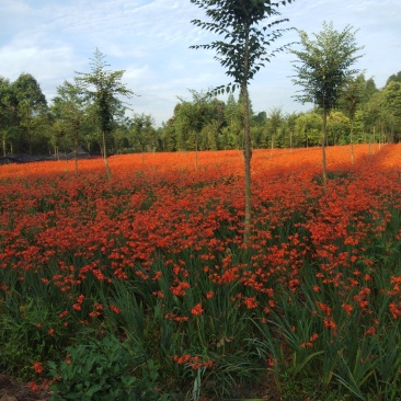火星花