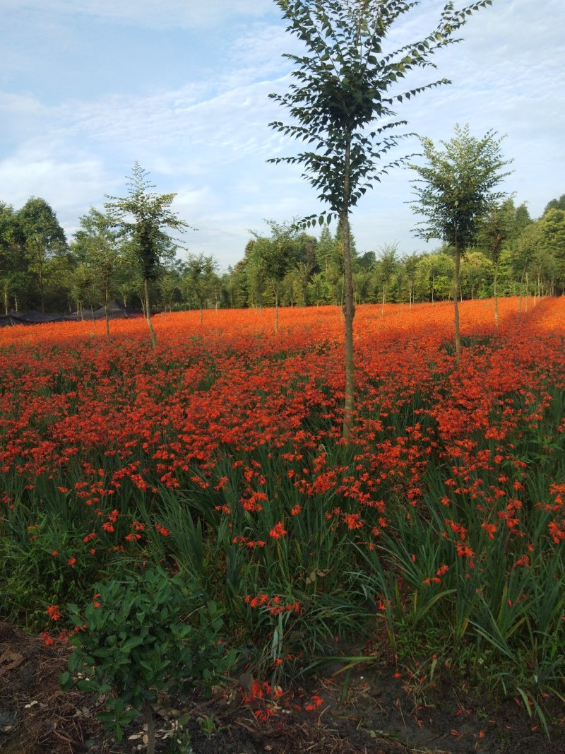 火星花