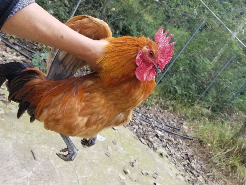 整批纯玉米散养土鸡出售