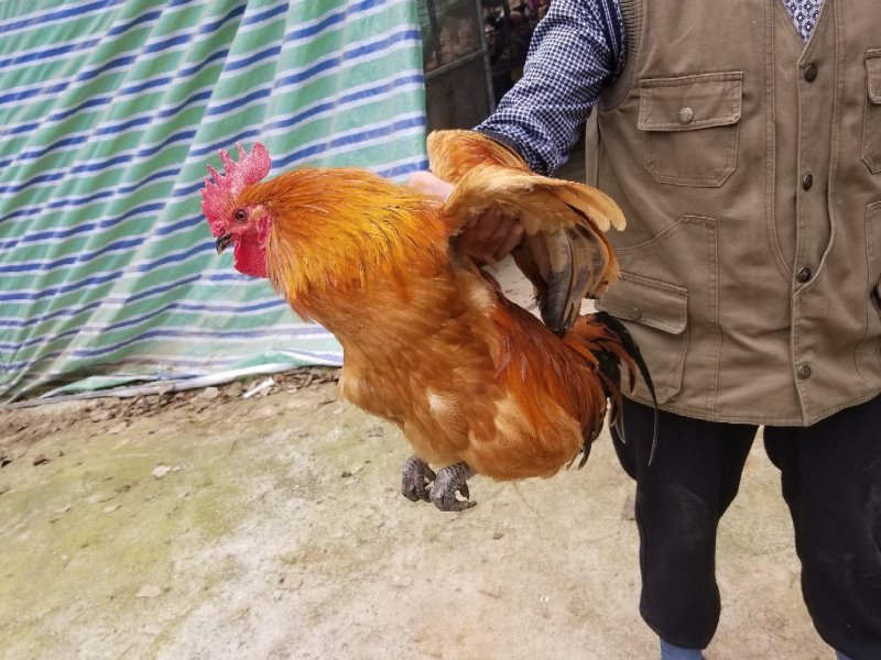整批纯玉米散养土鸡出售