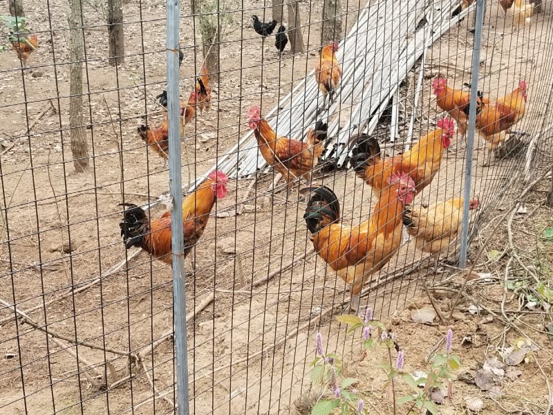 整批纯玉米散养土鸡出售
