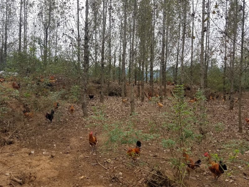 整批纯玉米散养土鸡出售