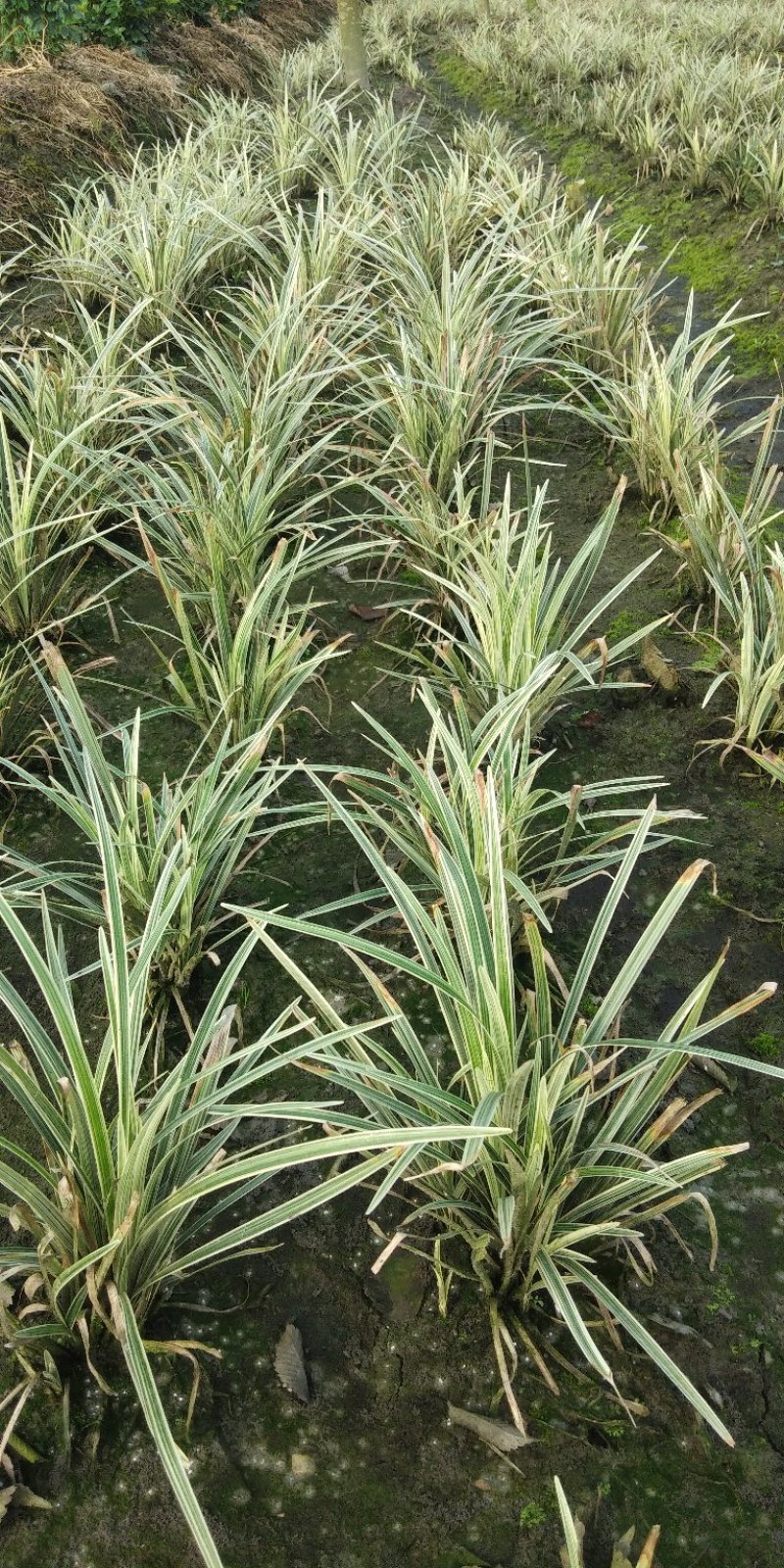 银边吉祥草。自产自销量大从优