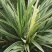 银边吉祥草。自产自销量大从优