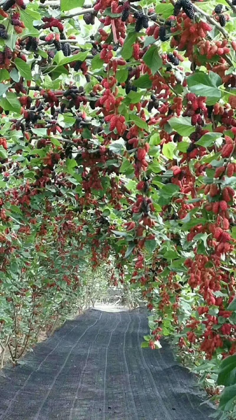 黑珍珠桑树苗耐寒零下40°保证成活率百分之98以上
