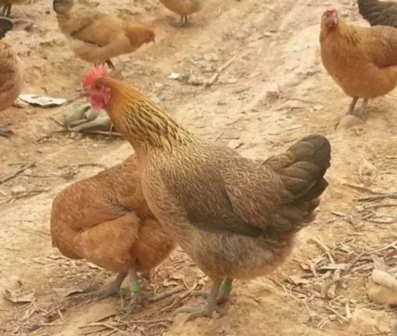 红瑶鸡苗，正宗红瑶鸡苗（孵化场直销）假一赔十