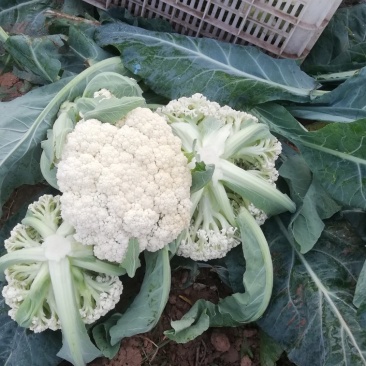 白面青梗松花菜散花2~3斤乳白基地直发，市场商超专