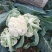 白面青梗松花菜散花2~3斤乳白基地直发，市场商超专
