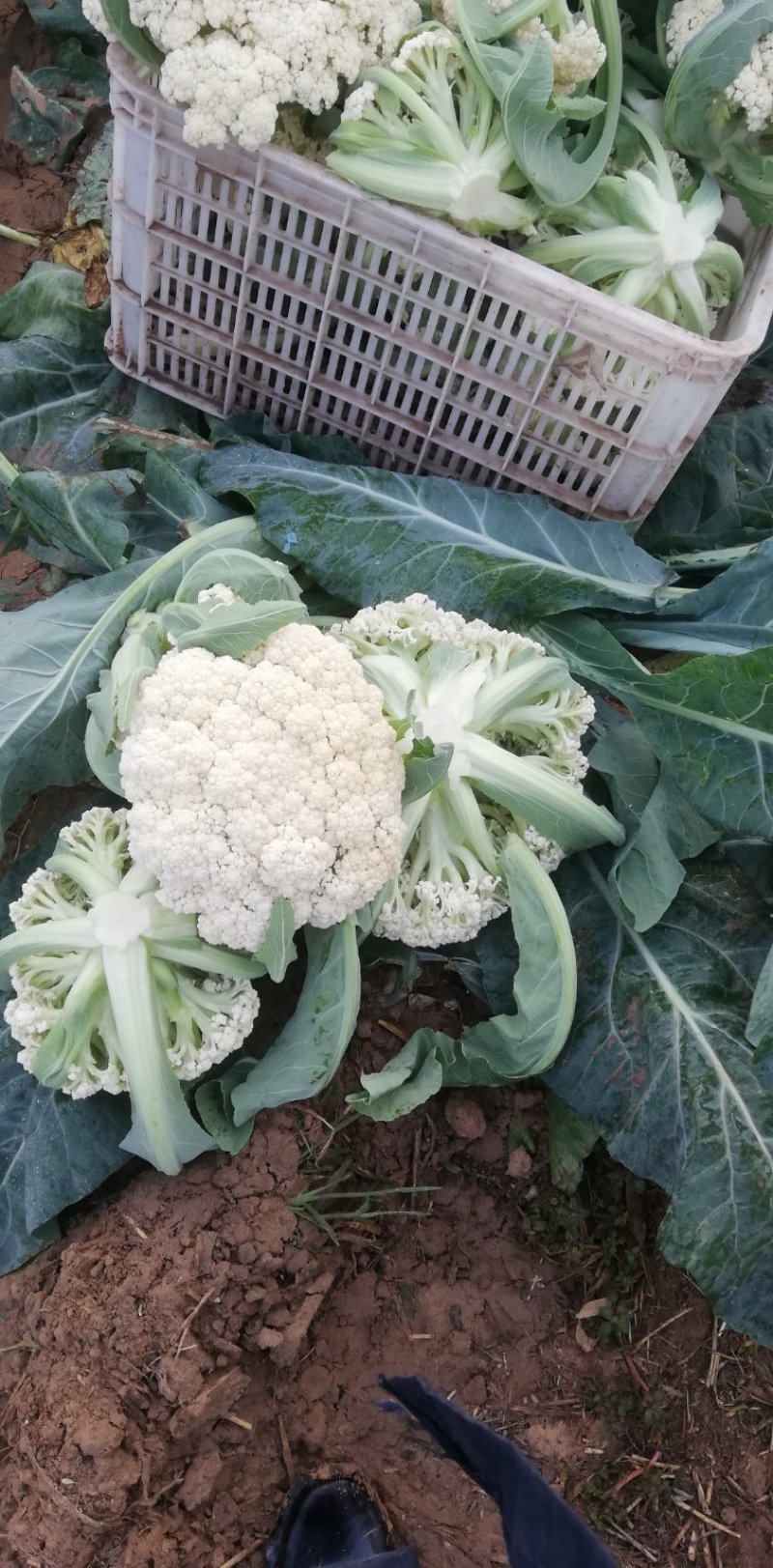 白面青梗松花菜散花2~3斤乳白基地直发，市场商超专
