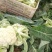 白面青梗松花菜散花2~3斤乳白基地直发，市场商超专