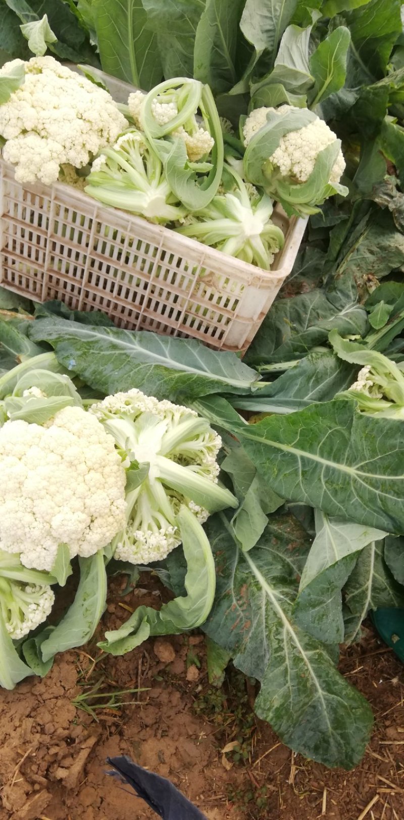 白面青梗松花菜散花2~3斤乳白基地直发，市场商超专