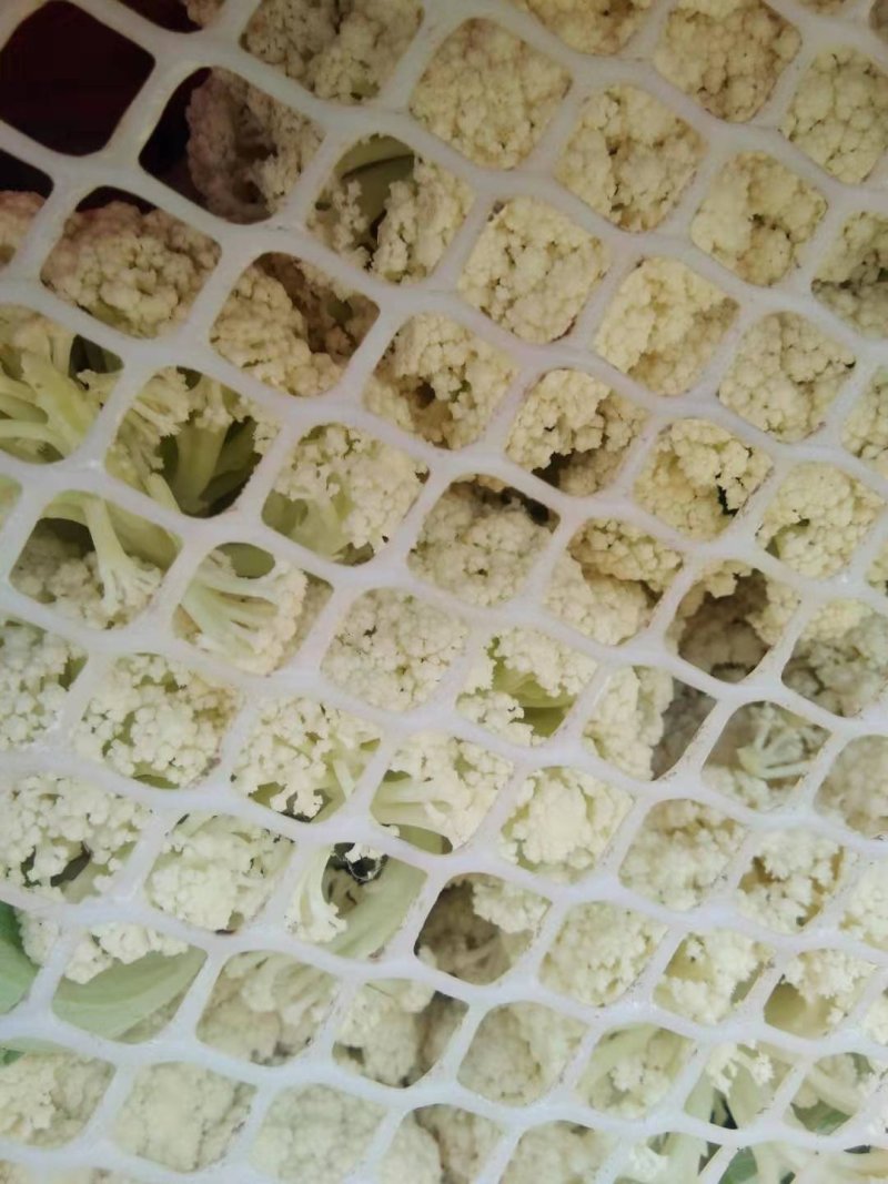 白面青梗松花菜散花2~3斤乳白基地直发，市场商超专