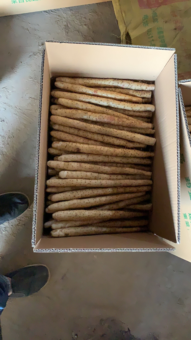河北铁棍山药产地直发无中间商软糯香甜欢迎咨询