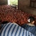 中华玉梨纸袋砀山酥梨大量现货供应货源充足欢迎采购
