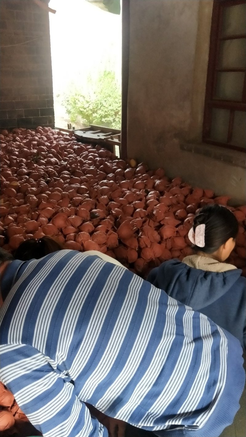 中华玉梨纸袋砀山酥梨大量现货供应货源充足欢迎采购
