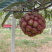 黑老虎布福娜冷饭团血藤果新鲜水果