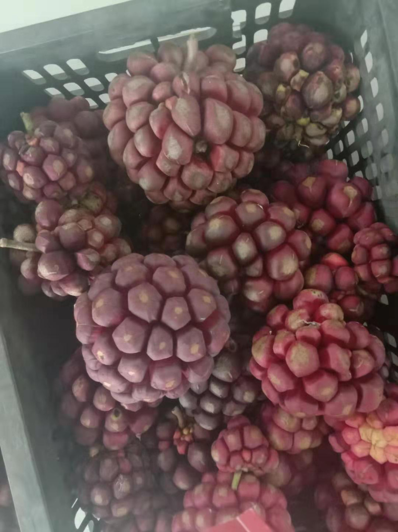 黑老虎布福娜冷饭团血藤果新鲜水果