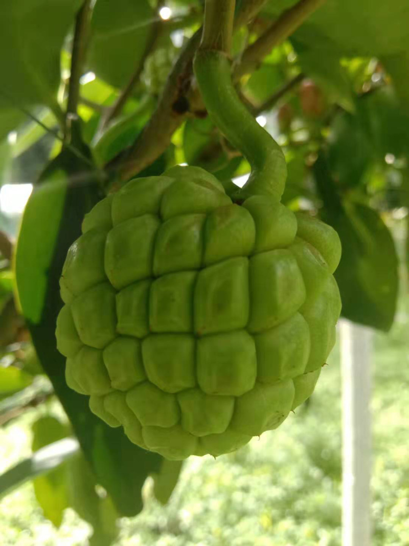 黑老虎布福娜冷饭团血藤果新鲜水果