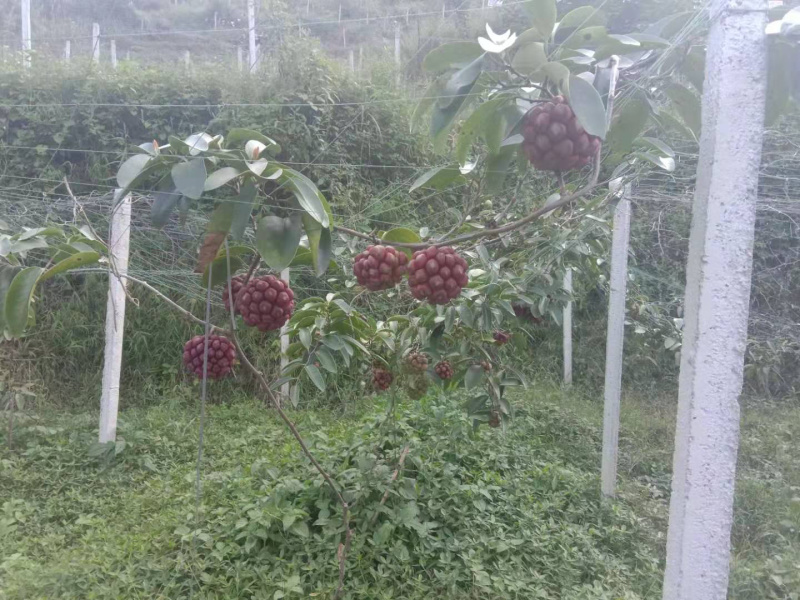 黑老虎布福娜冷饭团血藤果新鲜水果
