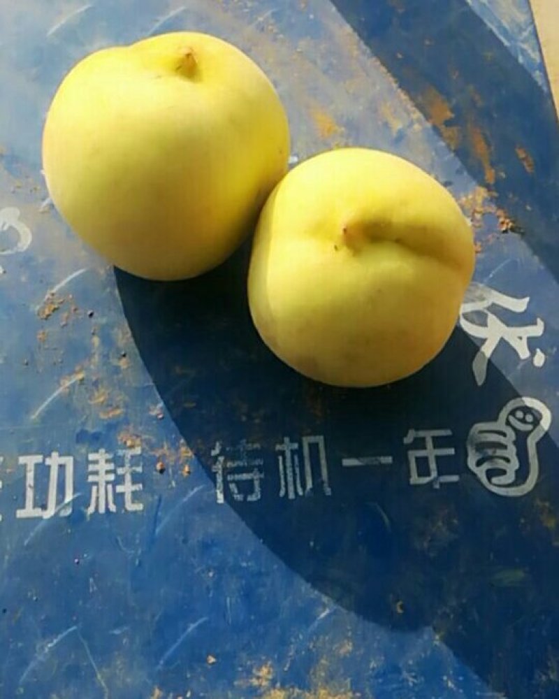 映霜红桃大量上市欢迎光临