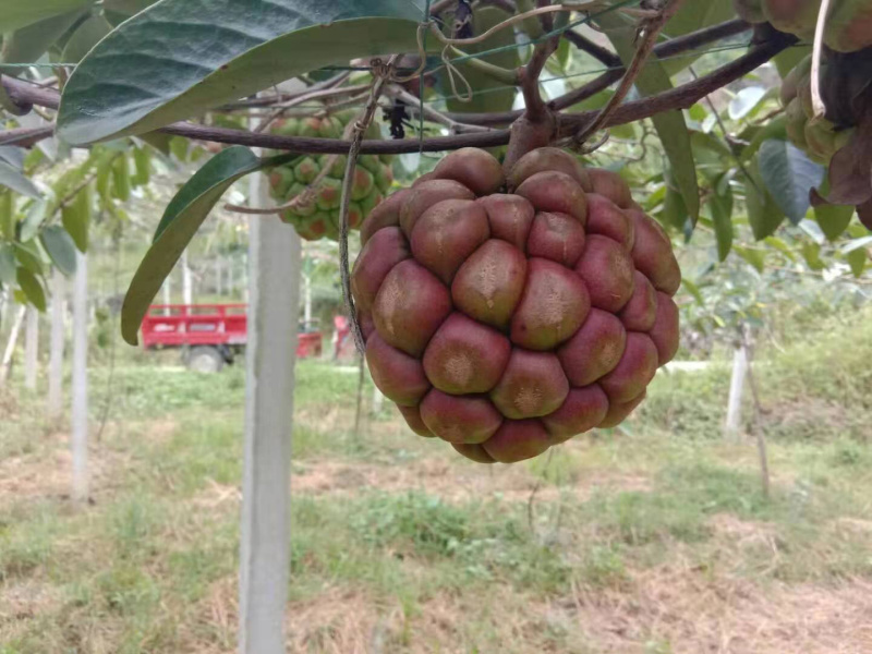 黑老虎布福娜冷饭团血藤果新鲜水果