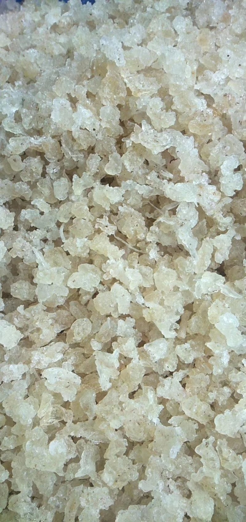 缅甸雪燕