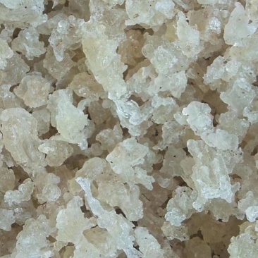 缅甸雪燕