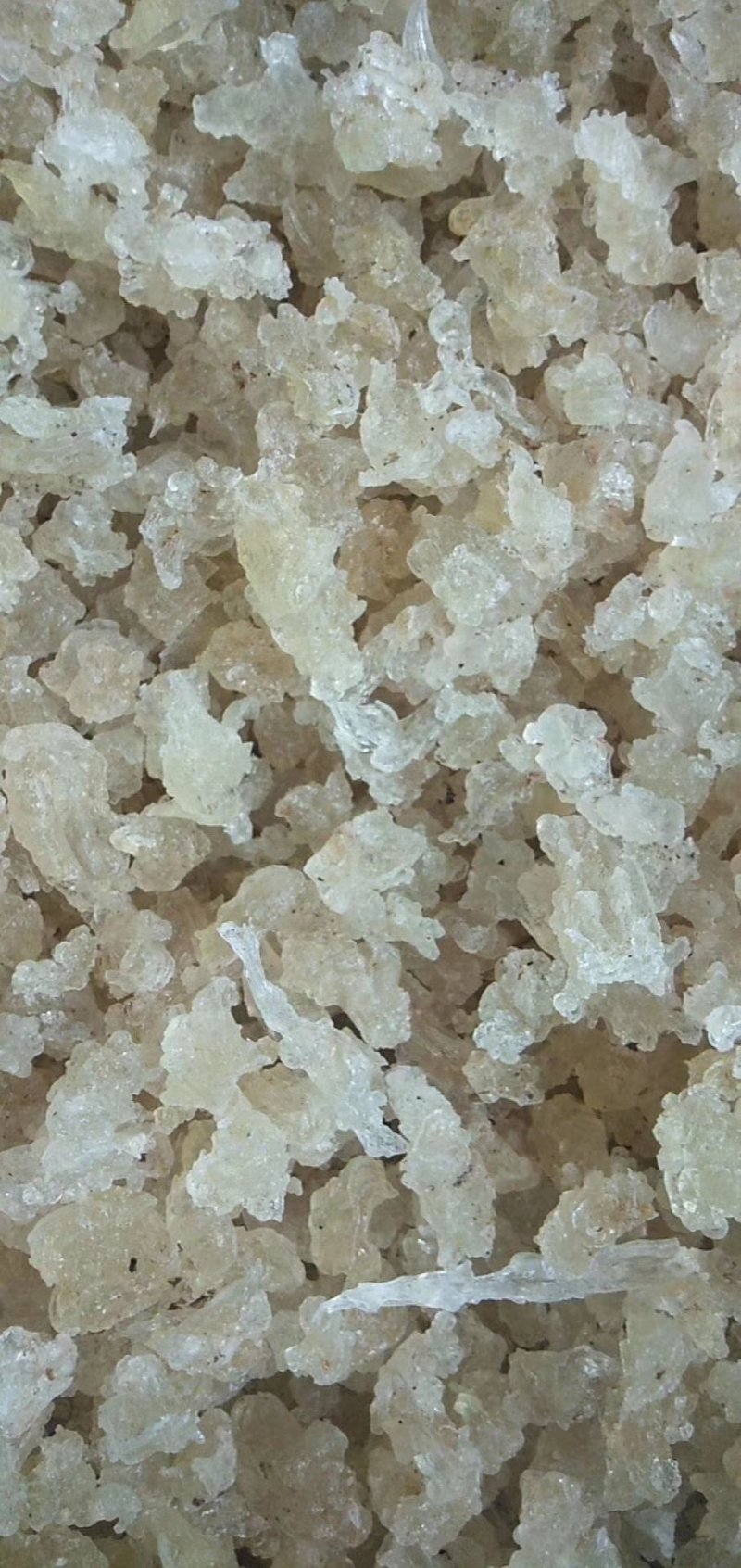 缅甸雪燕