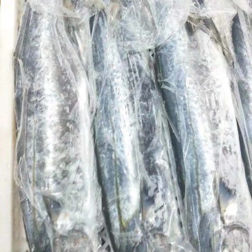 辽宁东港深海海捕新鲜大鲅鱼