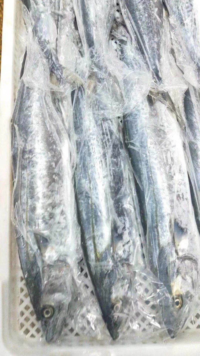 辽宁东港深海海捕新鲜大鲅鱼