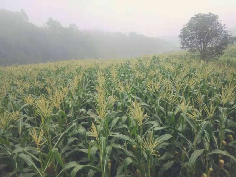 桂东高山负氧离子超甜玉米