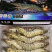 野生黑虎虾大批量到货