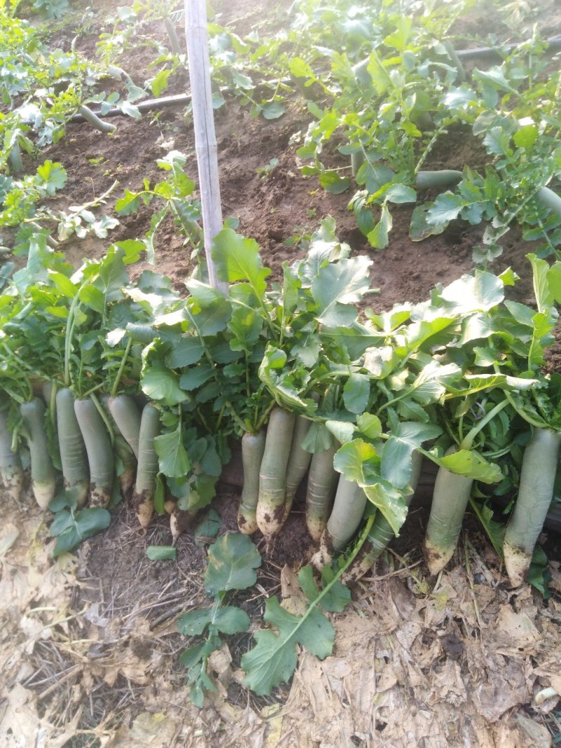 酵素种植，潍县萝卜，脆甜微辣，自然好品质。