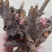 优选白勺芽质量保证包存活产地直销量大从优