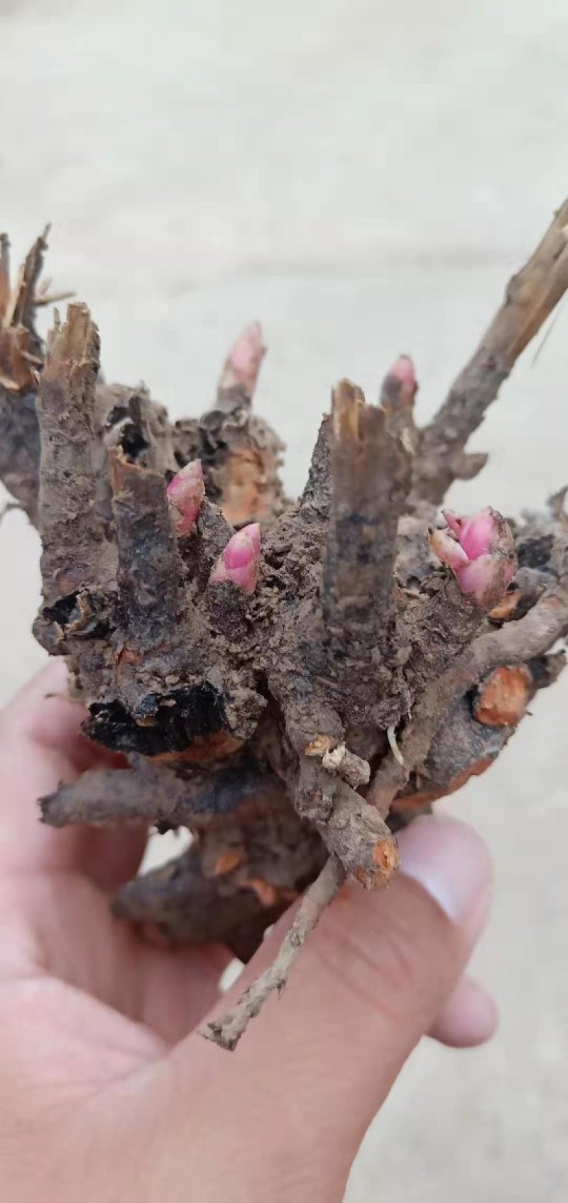 优选白勺芽质量保证包存活产地直销量大从优
