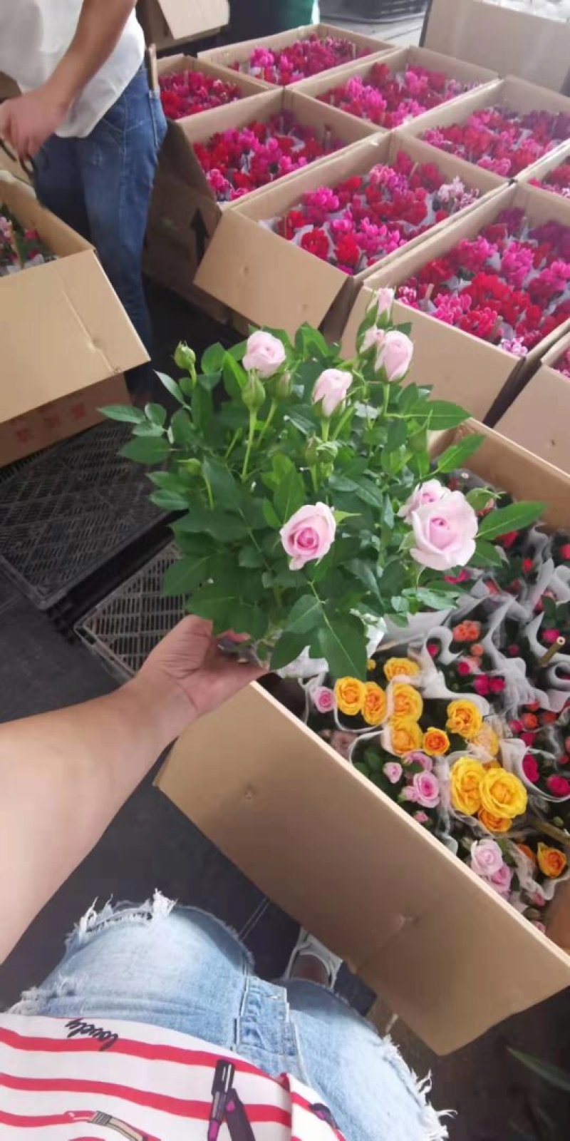 玫瑰花