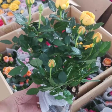 玫瑰花