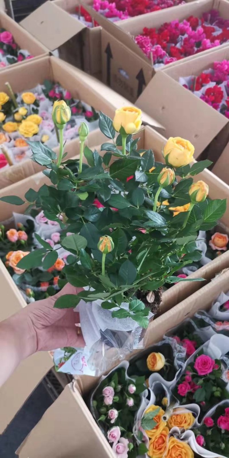 玫瑰花