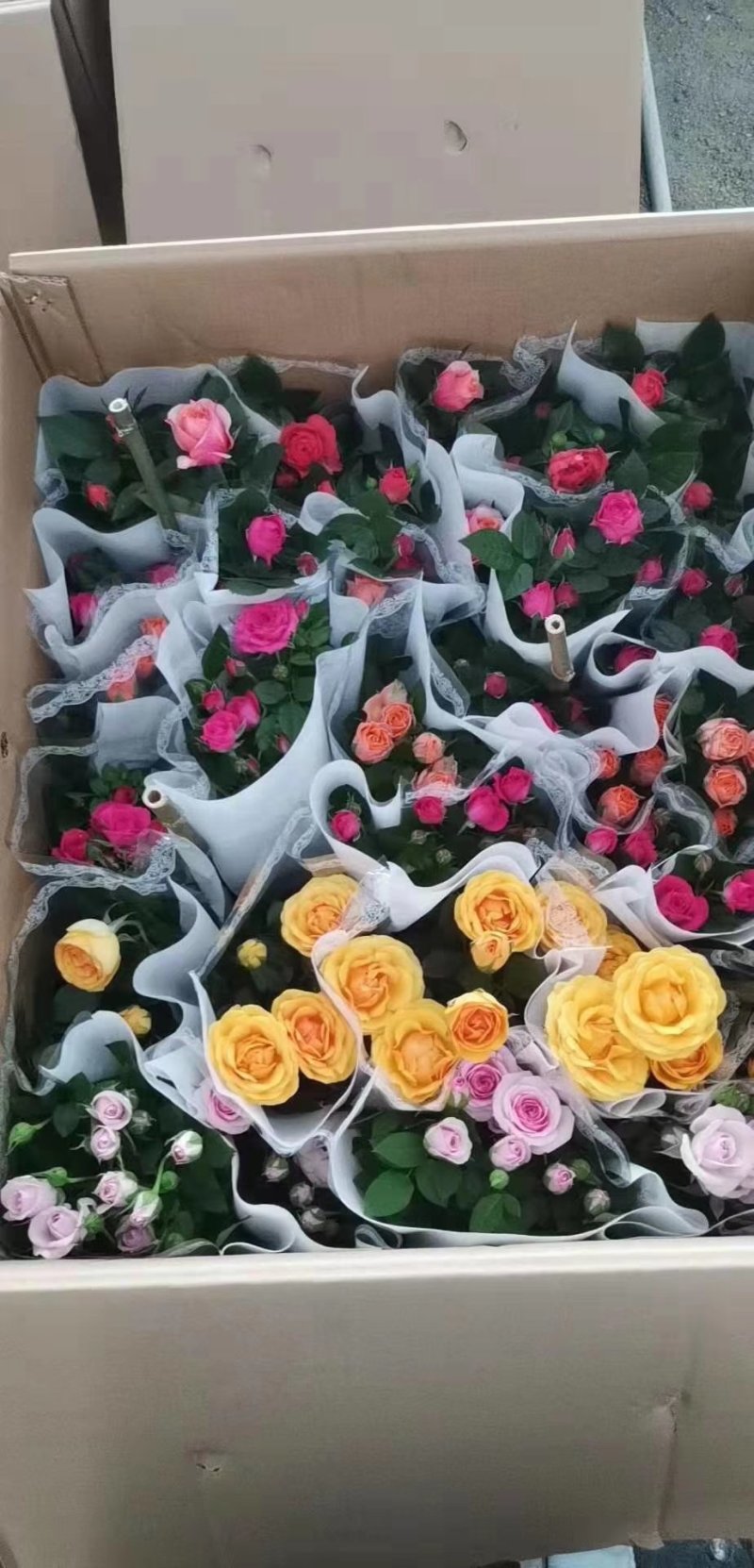 玫瑰花