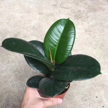 橡皮树