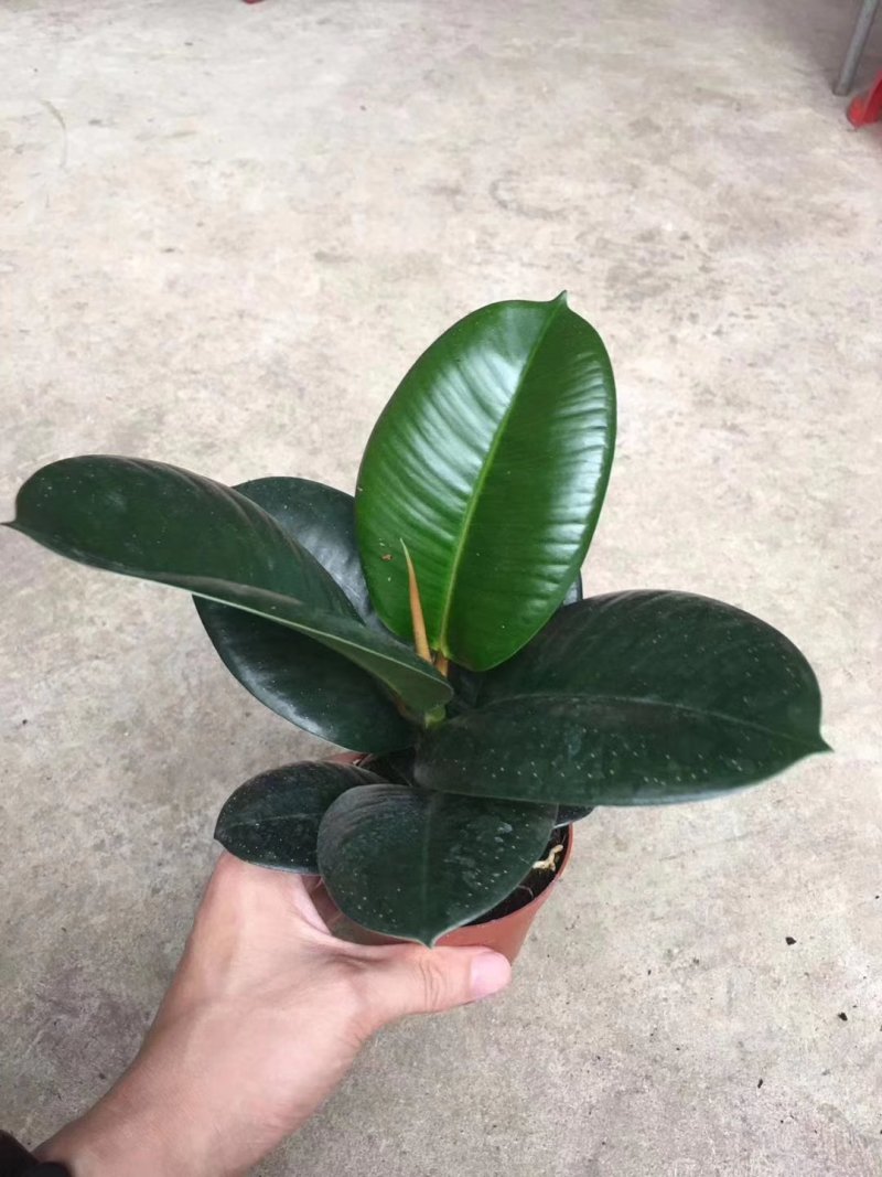 橡皮树