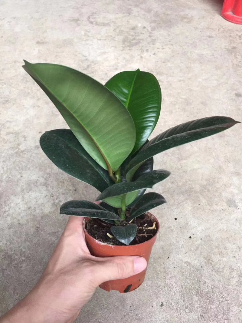 橡皮树