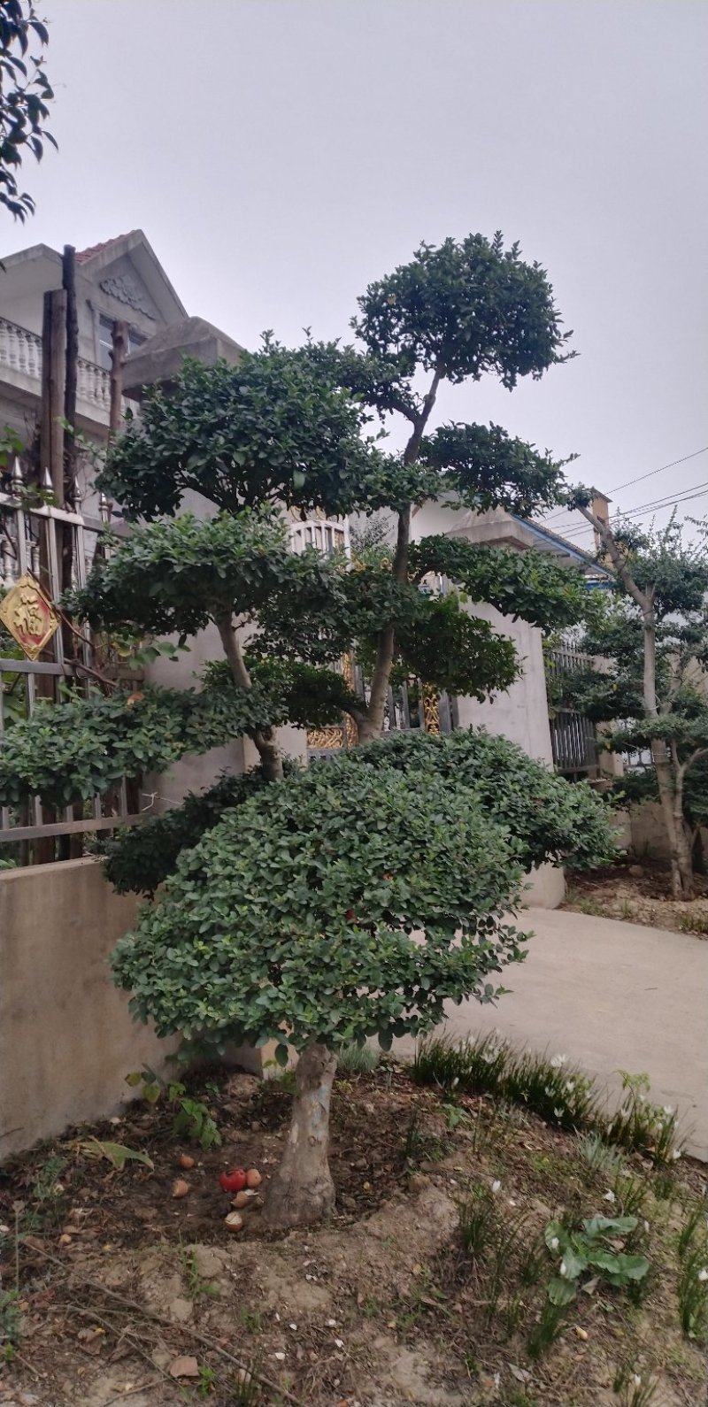 小叶女贞造型树，小叶女贞盆景，各规格齐全，欢迎来电洽谈