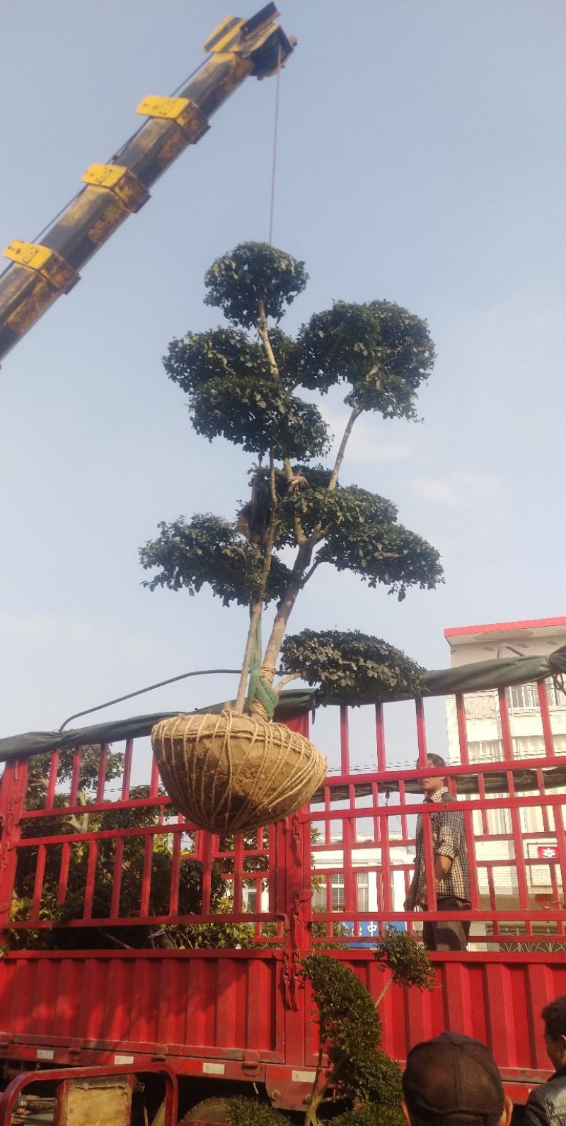 小叶女贞造型树，小叶女贞盆景，各规格齐全，欢迎来电洽谈