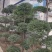 小叶女贞造型树，小叶女贞盆景，各规格齐全，欢迎来电洽谈