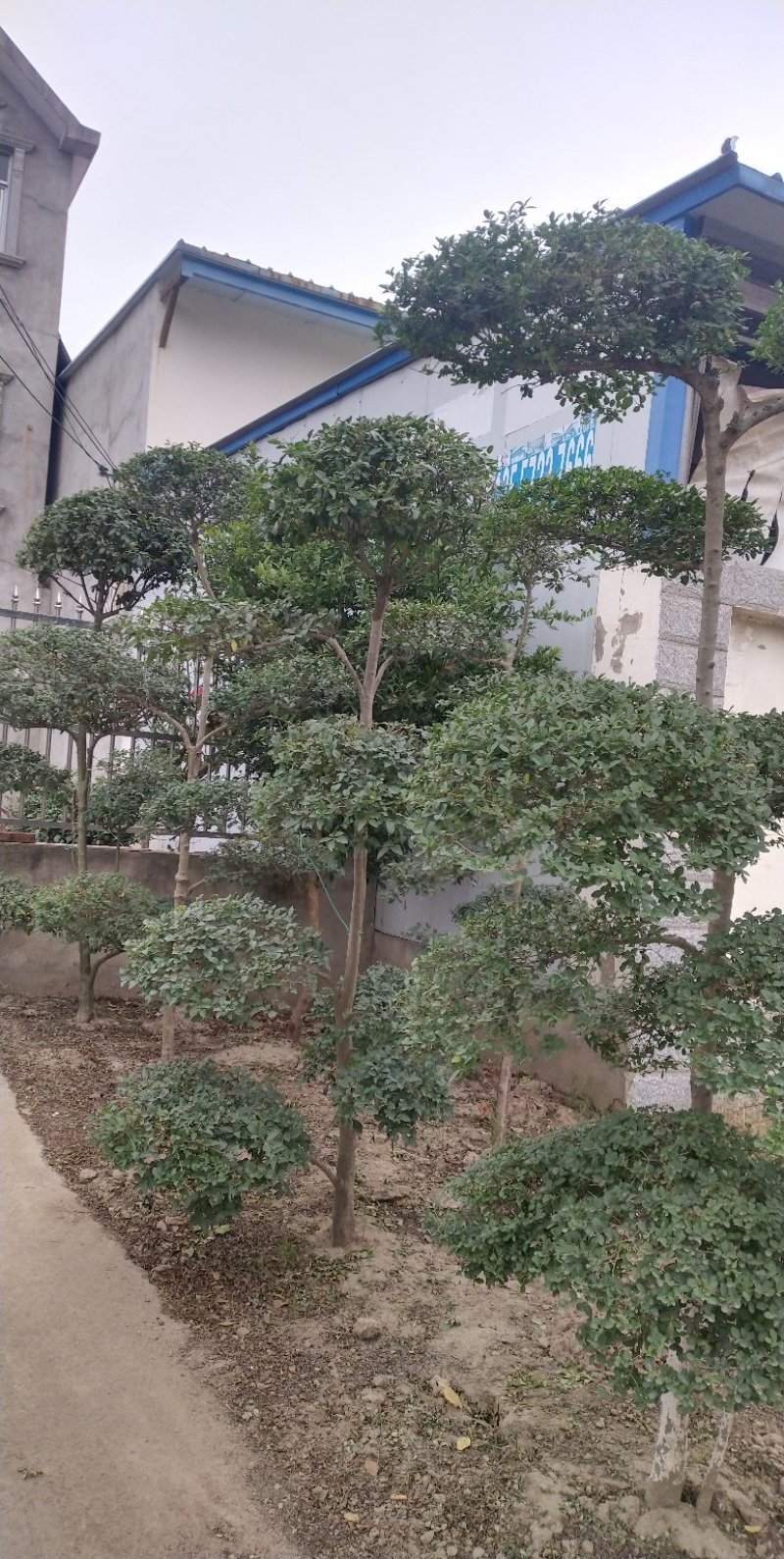 小叶女贞造型树，小叶女贞盆景，各规格齐全，欢迎来电洽谈